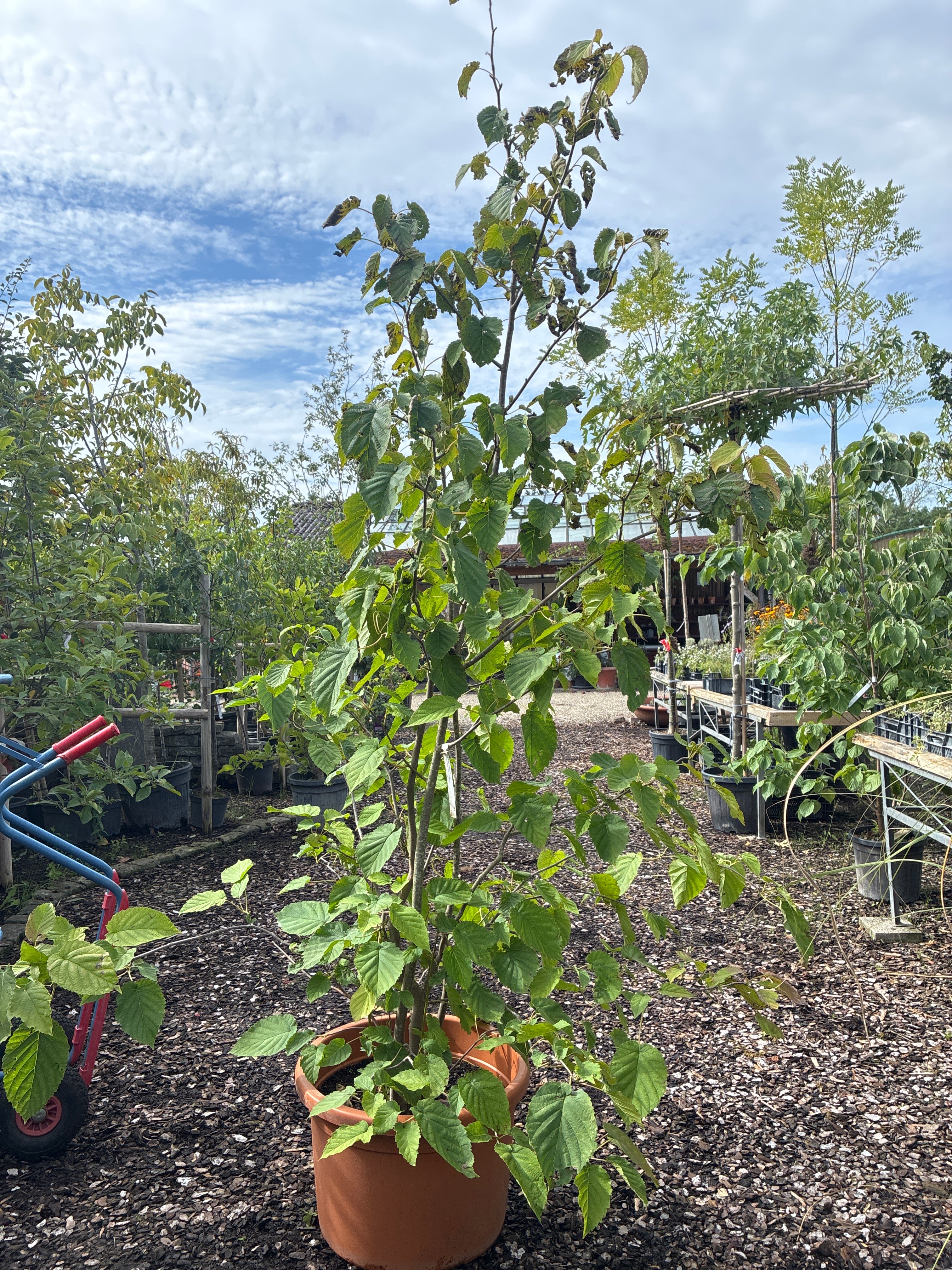 Taschentuchbaum / Davidia involucrata